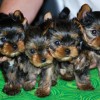 24770-01-stenatka-jorksirku-mini-dsc_0250.jpg