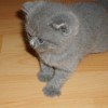 25899-01-kocicky-kovvvv.jpg