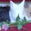 26123-01-posledni-volna-mladatka-zakrslych-teddy-kralicku-p1040328.jpg