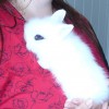 26123-02-posledni-volna-mladatka-zakrslych-teddy-kralicku-p1040468.jpg