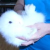 26123-03-posledni-volna-mladatka-zakrslych-teddy-kralicku-p1040479.jpg