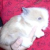 26123-04-posledni-volna-mladatka-zakrslych-teddy-kralicku-p1040491.jpg