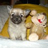 27818-01-civava-dl-pejsek-bez-pp-mini-2012_01160004.jpg