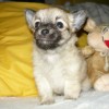 27818-04-civava-dl-pejsek-bez-pp-mini-2012_01160010.jpg