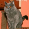 28484-01-britska-kotata-modra-lila-a-kremova-eros.jpg