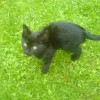 23459-03-cerne-kote-dsc04772.jpg