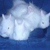 24178-02-mladata-snehobilych-modrookych-zakrslych-teddy-axata-axis.jpg