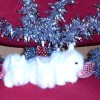 24178-03-mladata-snehobilych-modrookych-zakrslych-teddy-prodejnaleilata.jpg