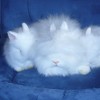 24178-04-mladata-snehobilych-modrookych-zakrslych-teddy-leilata-leila.jpg