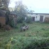 26407-02-kozy-ovecku-kozlika-a-husokachny-ovecky.jpg