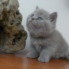 28484-03-britska-kotata-modra-lila-a-kremova-cindy.jpg