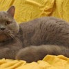 28484-04-britska-kotata-modra-lila-a-kremova-bibous001.jpg